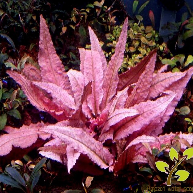 亚马逊水景馆 火X 烈鸟稀有椒草 水草 水中叶鱼缸造景前中景草