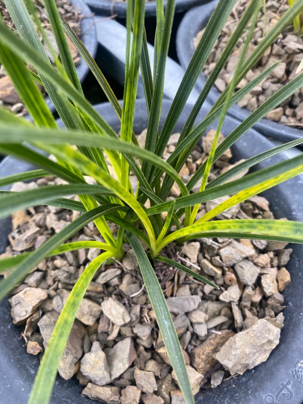 蕙兰好养易活浓香花卉盆栽