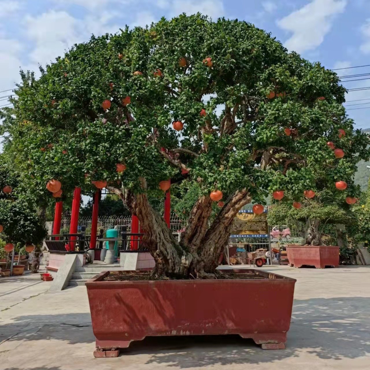 大红袍（一物一拍，下单请咨询）