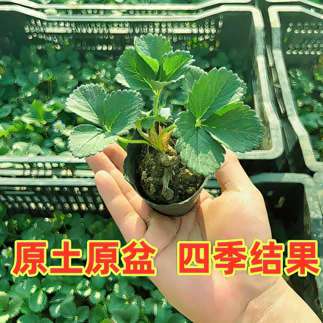 ！（6颗包邮）奶油草莓苗四季盆栽食用带盆土阳台易种活奶油草莓苗秧
