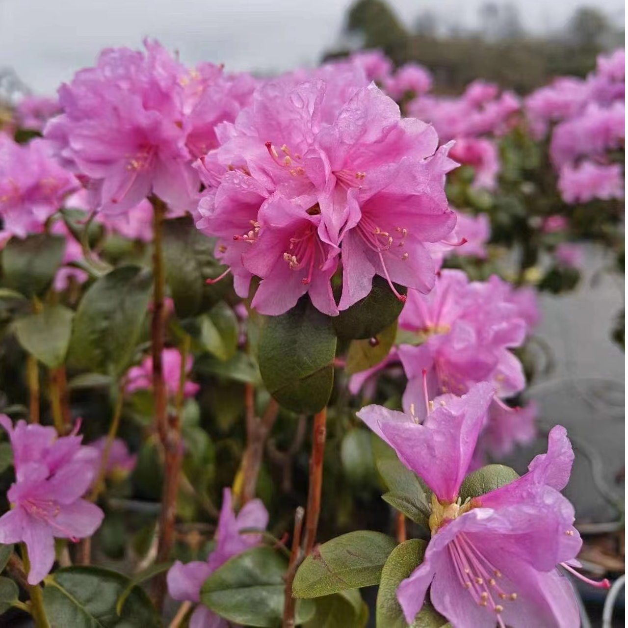 【书与华】知春早高山杜鹃10年老桩盆栽，庭院阳台种植，国庆节好礼