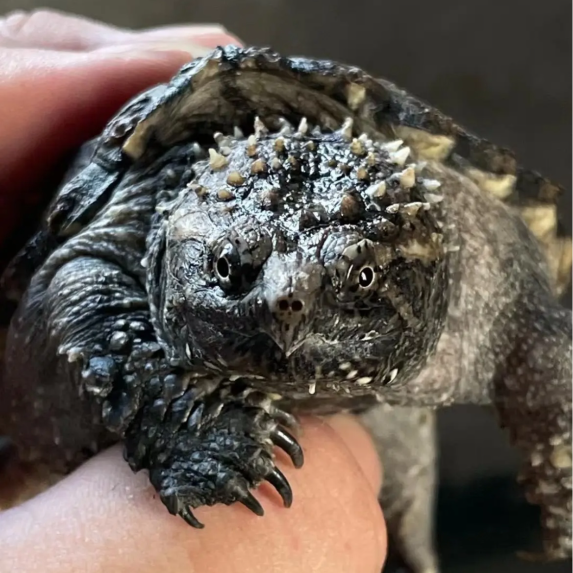 直播挑选纯佛乌龟佛罗里达宠物龟人工饲养互动性好乌龟