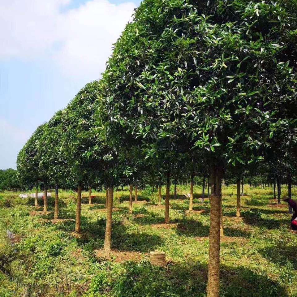 浓香型四季常青桂花庭院别墅地栽树桩大型绿植室外户外绿植