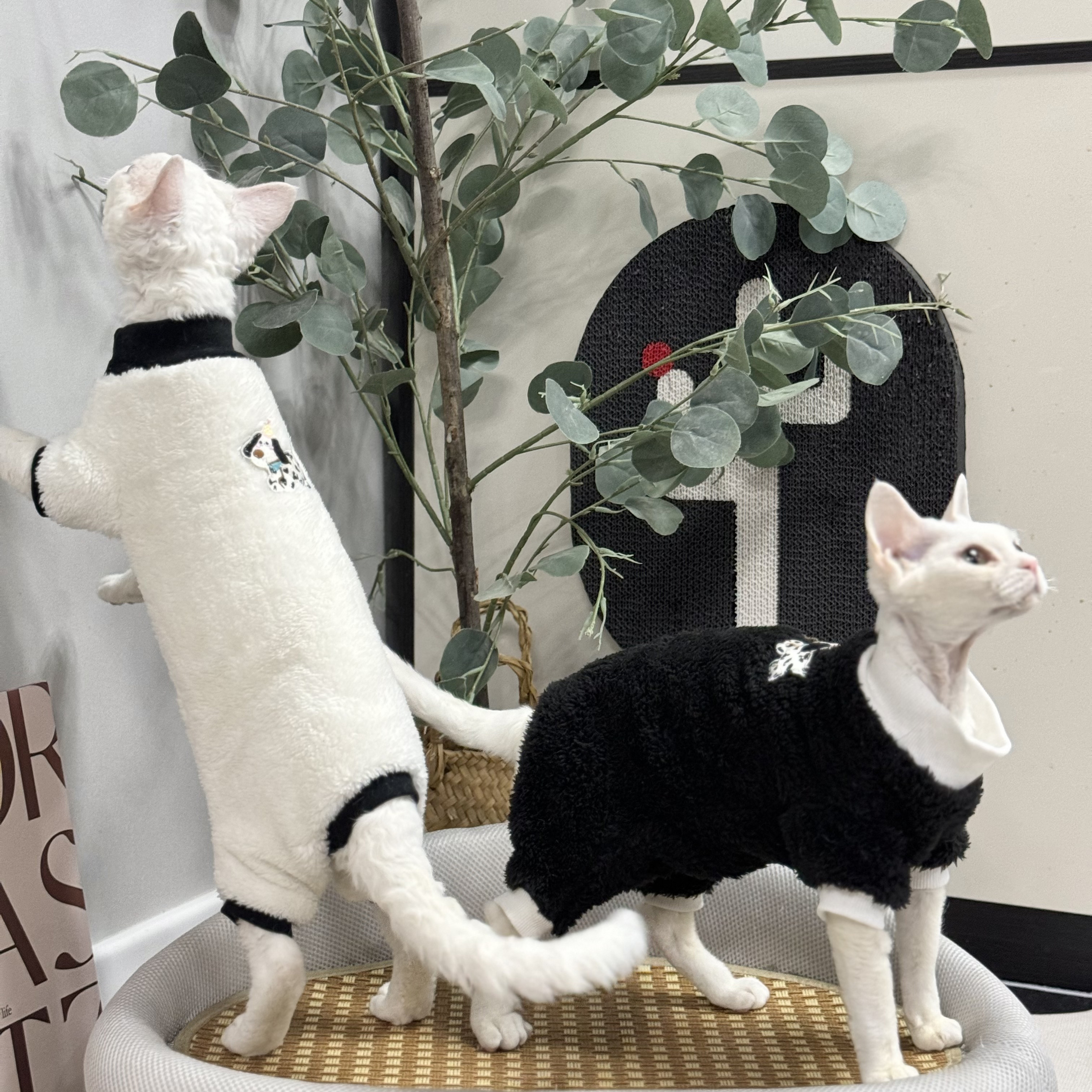 无毛猫衣服冬季厚四脚双面毛绒保暖弹力矮脚斯芬克斯德文猫衣服