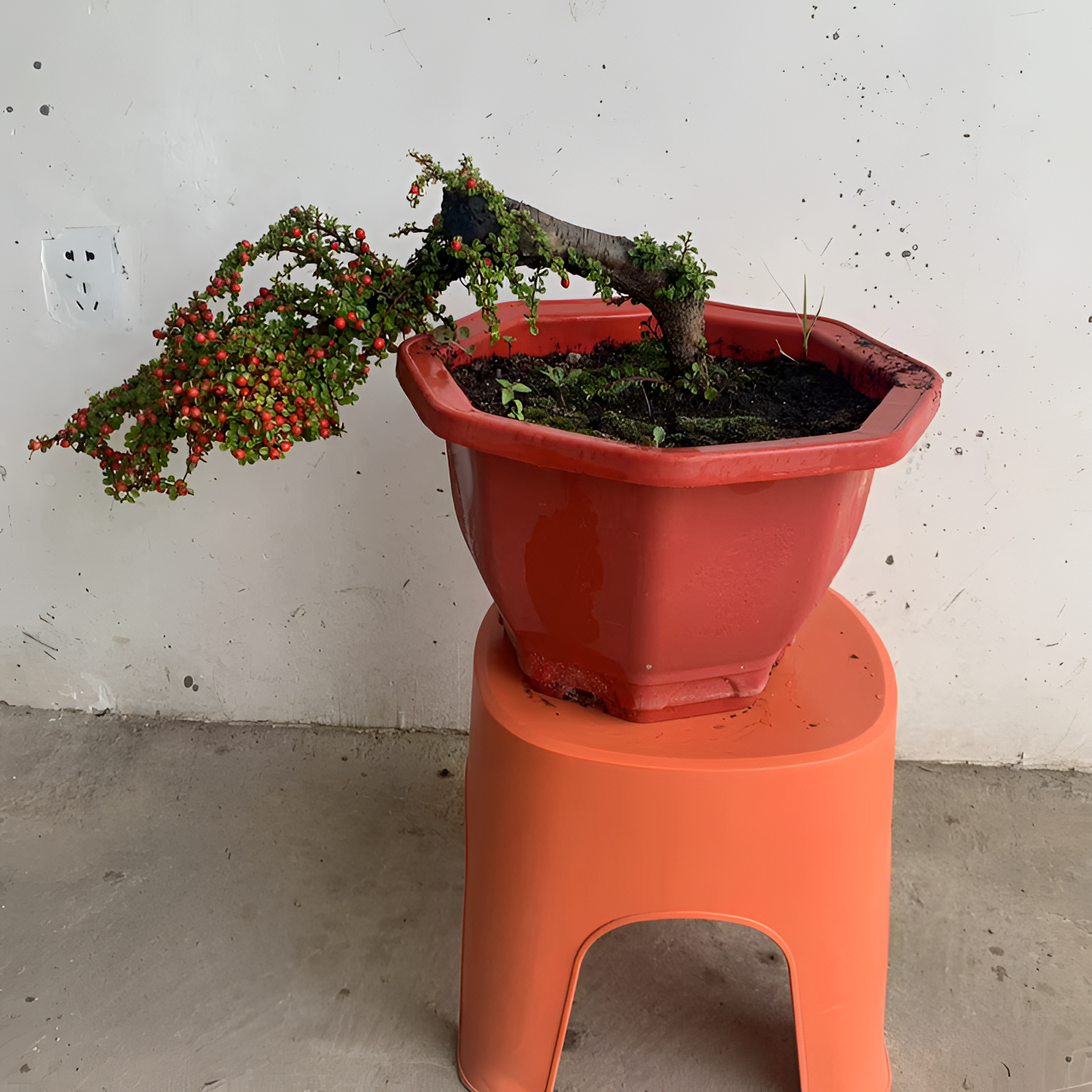 红花枸杞荀子一物一拍链接金花室内盆景盆景植物老桩盆景盆栽