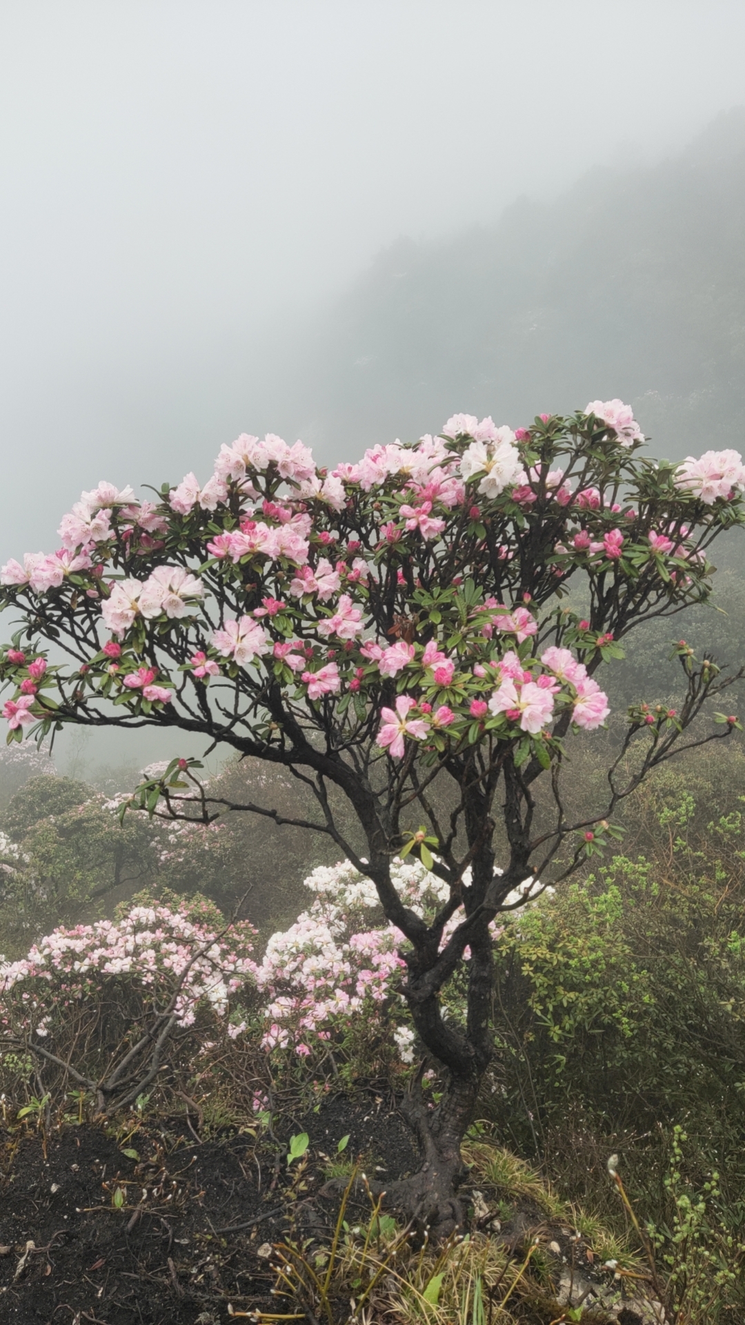 百红花荀子，直播间一物一拍没直播时请勿慎拍紫薇树桃金娘