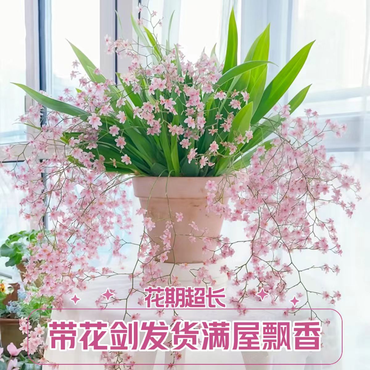 超大【光宗粉】梦香兰浓香兰花苗好养易活室内外花卉绿植
