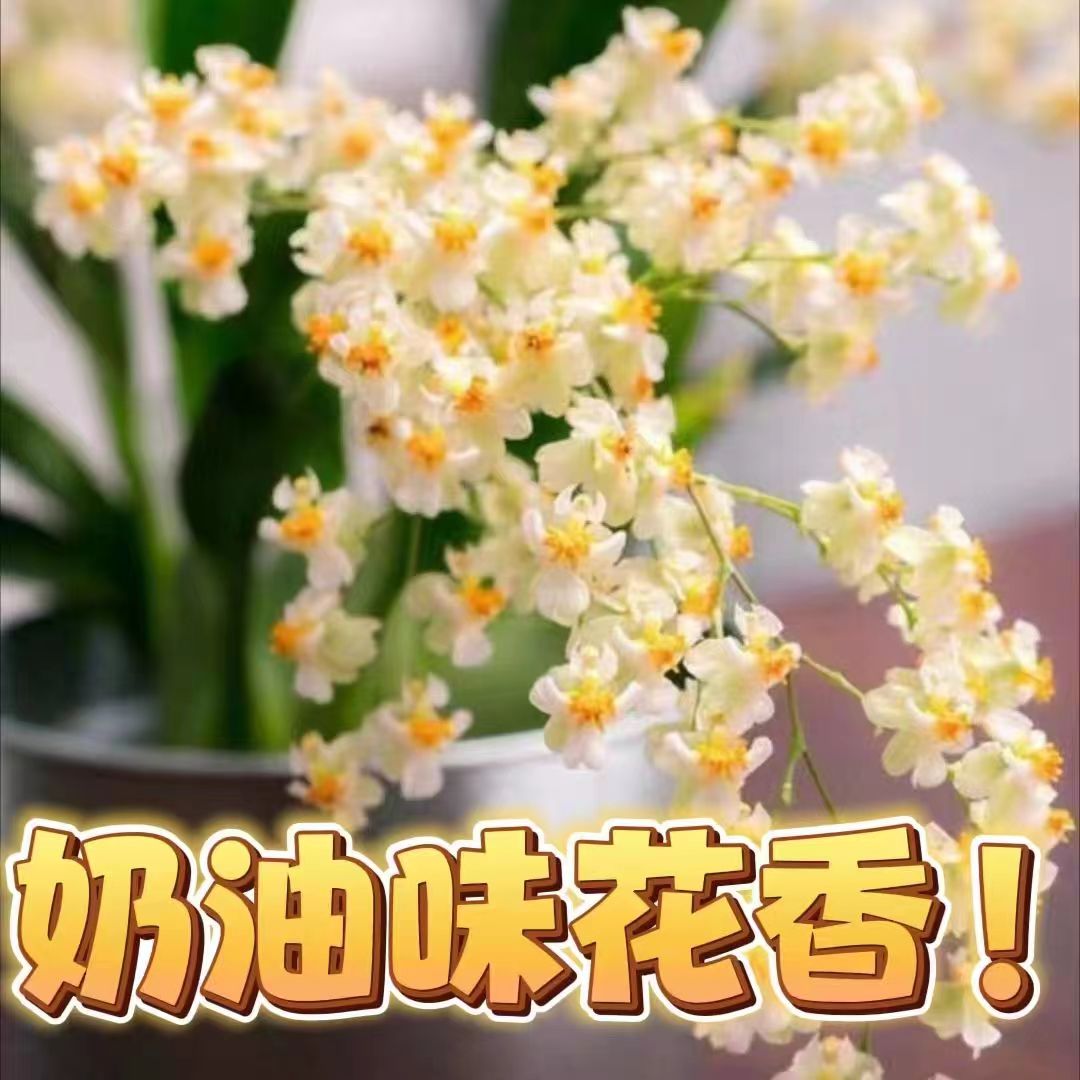 AA罗曼香】梦香兰浓香兰花苗好养易活室内外花卉绿植