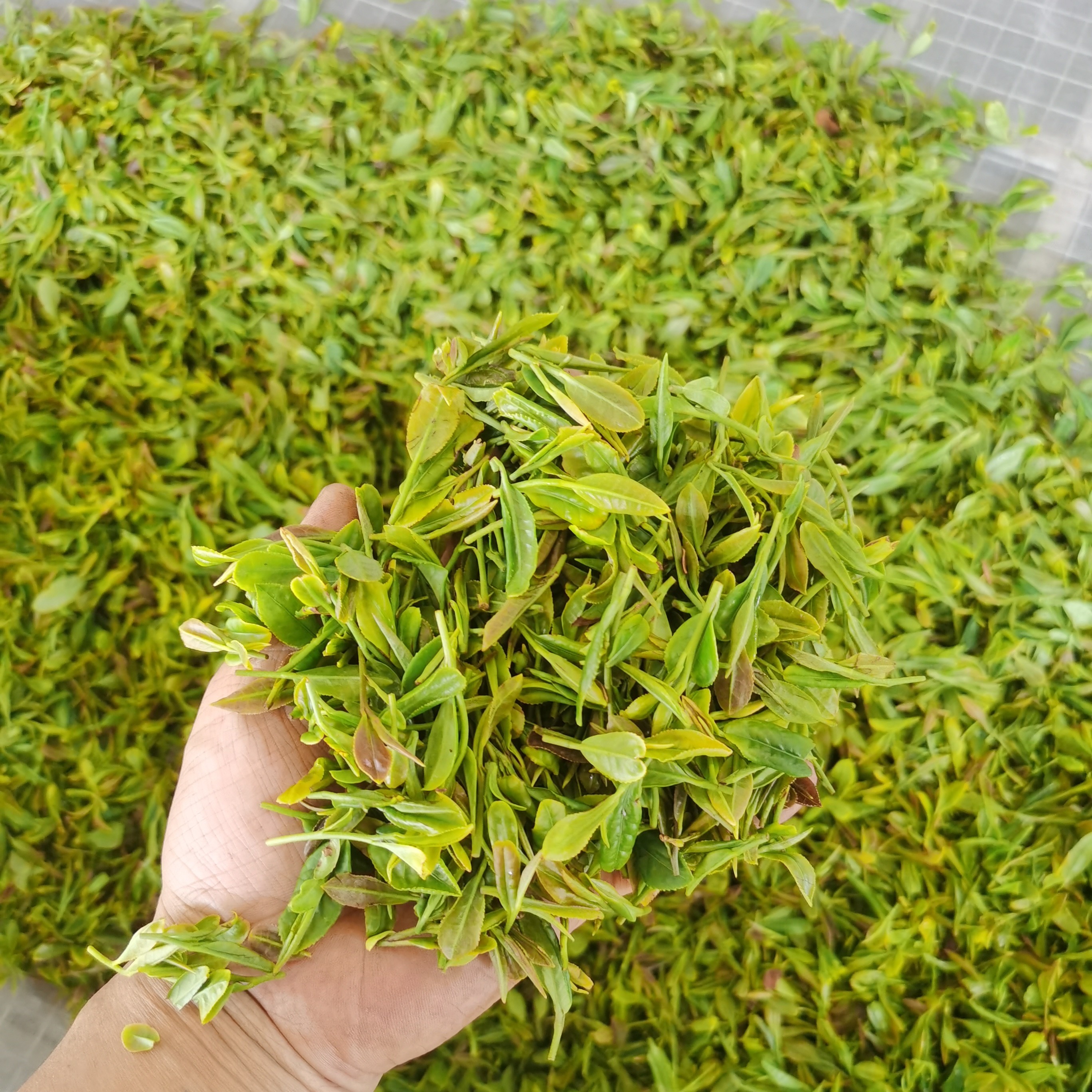 E春露日照绿茶2024新茶秋茶一芽一叶鲜香清香绿茶茶叶新鲜袋装