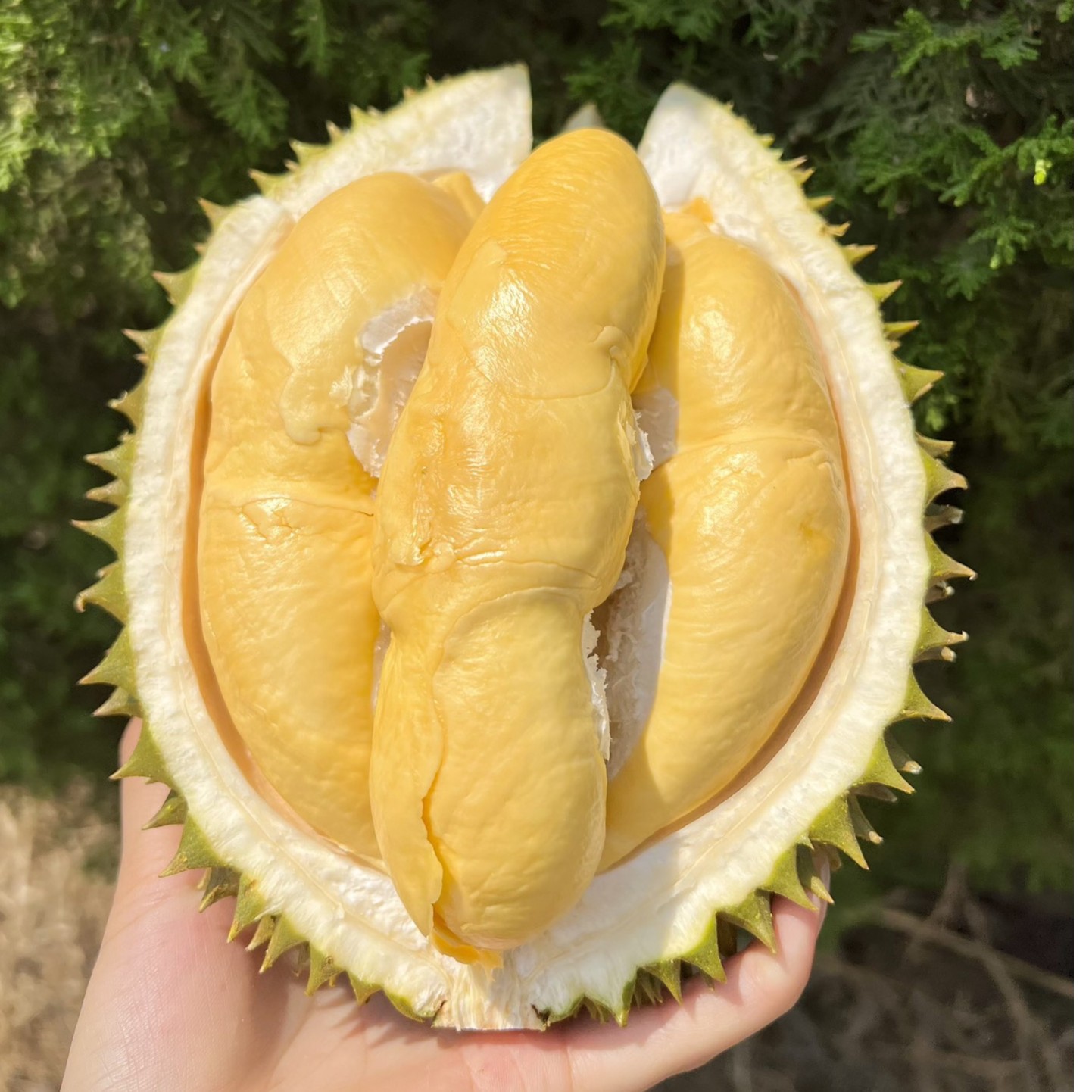 【整果】【新鲜树熟核小】一物一拍  VIP级服务 一对一挑果 【一果一重】金枕泰国