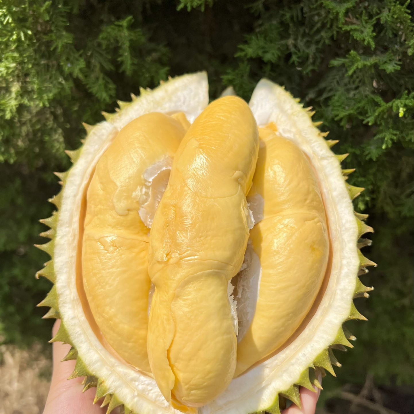 【干包黄肉核小 糯 香 甜】草帽空运树熟新鲜榴莲双A果1斤 （保35%出肉率）金枕泰国