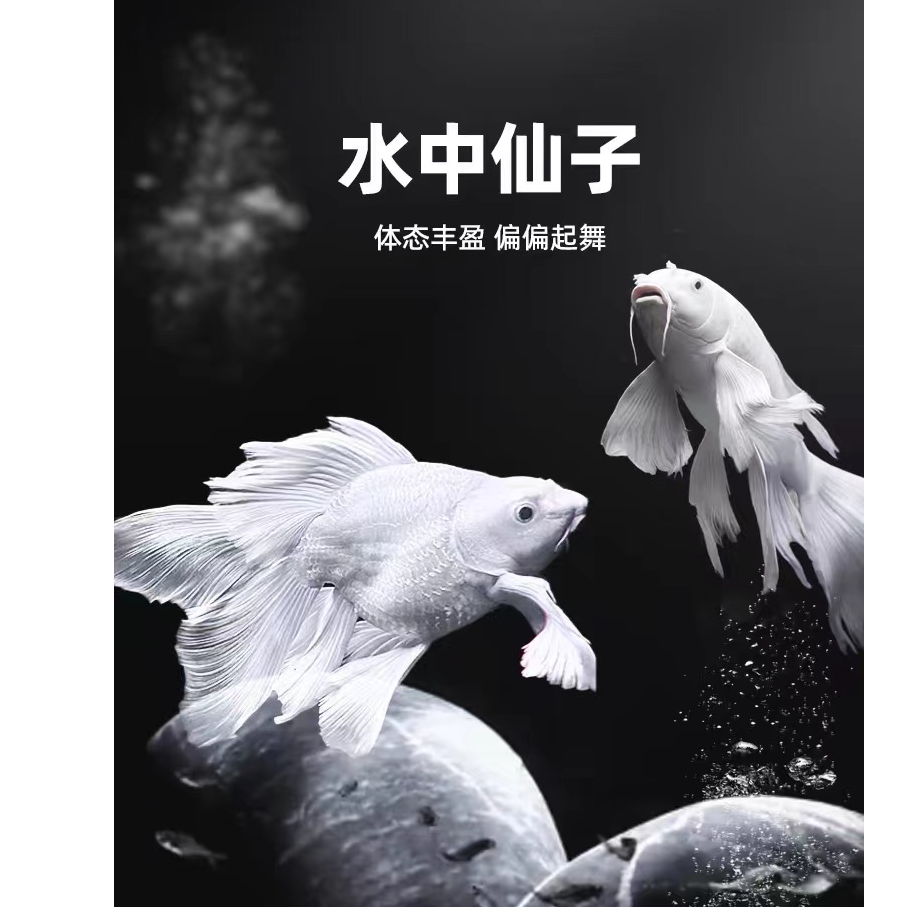 【蝴蝶鲤】观赏鱼养殖饲养纯种18-22公分白色球体渔场直发