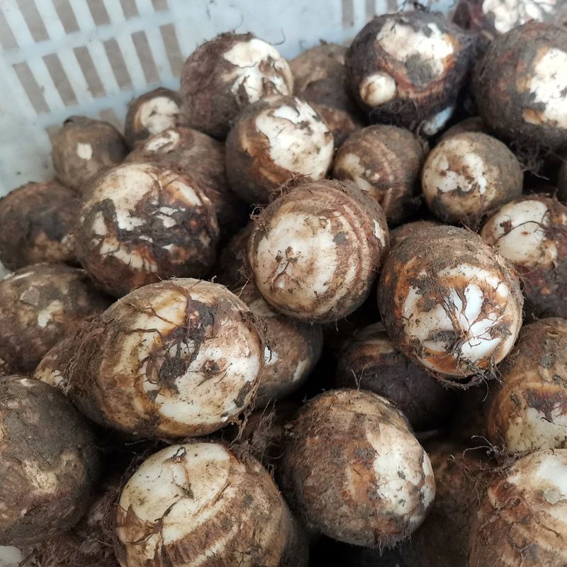 《乡村文自营品》农家毛芋头5斤装