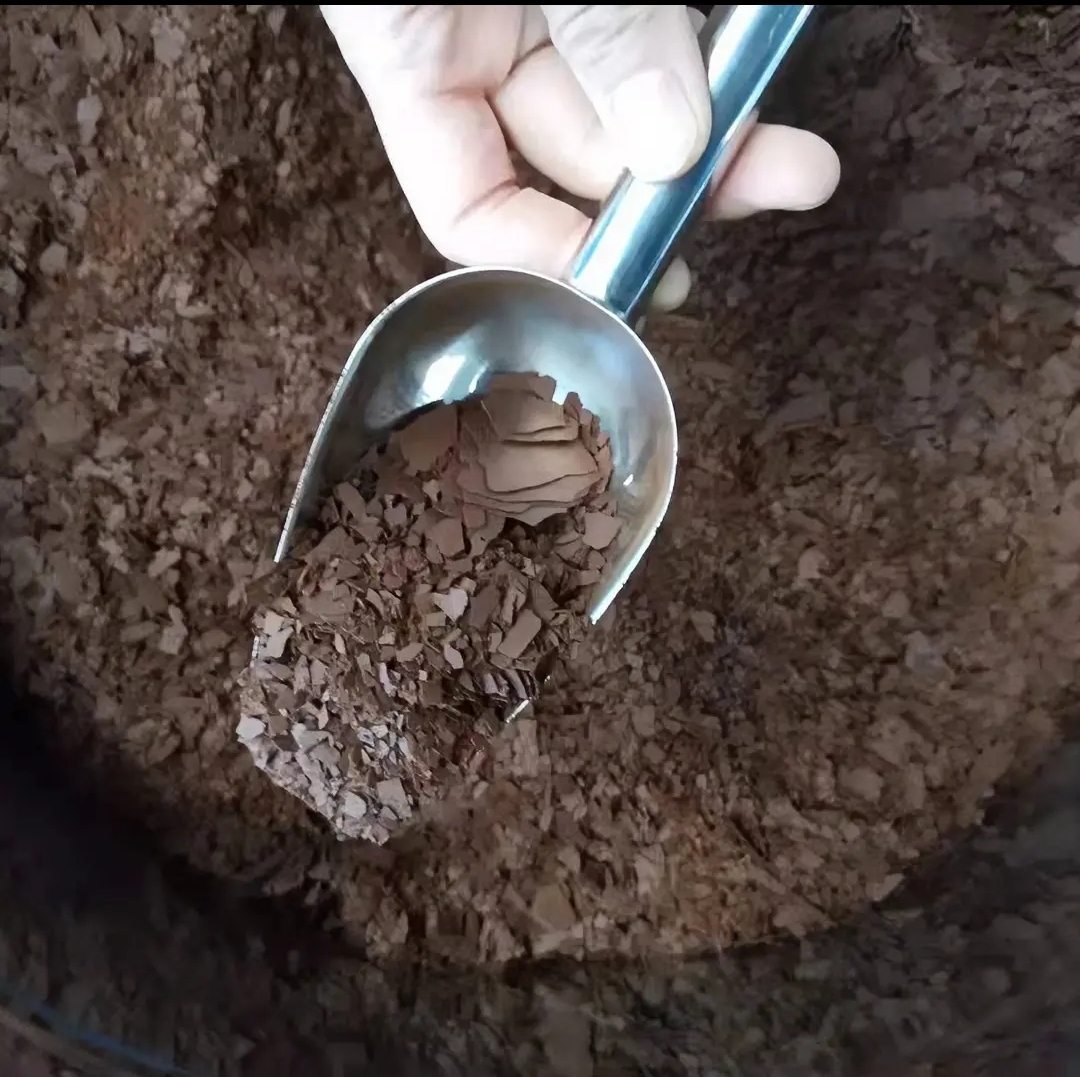 东北特色土特产 长白山孢宝粉250克