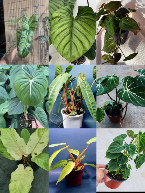 海芋网红盆栽植物 叶损不售后
