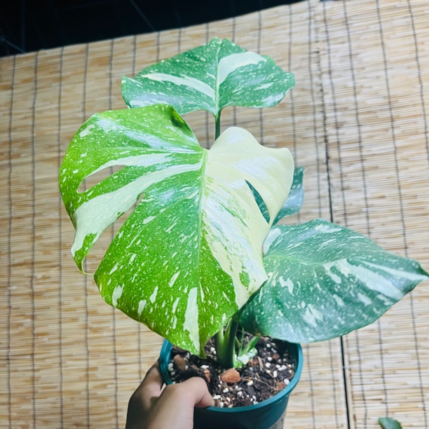 洒金弱锦 和 鹅锦弱锦 两颗 处理 不包售后