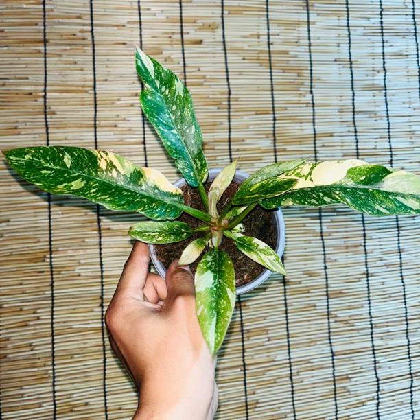 【火之戒蔓绿绒】网红盆栽植物