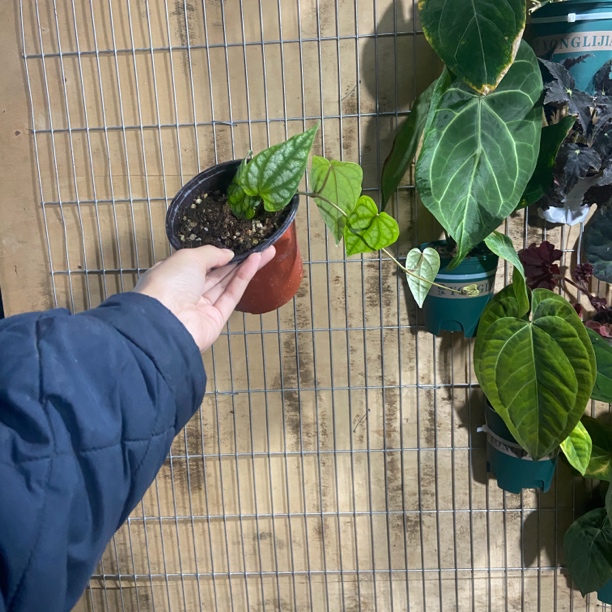 水晶胡椒 网红盆栽植物 轻微叶损不包售后