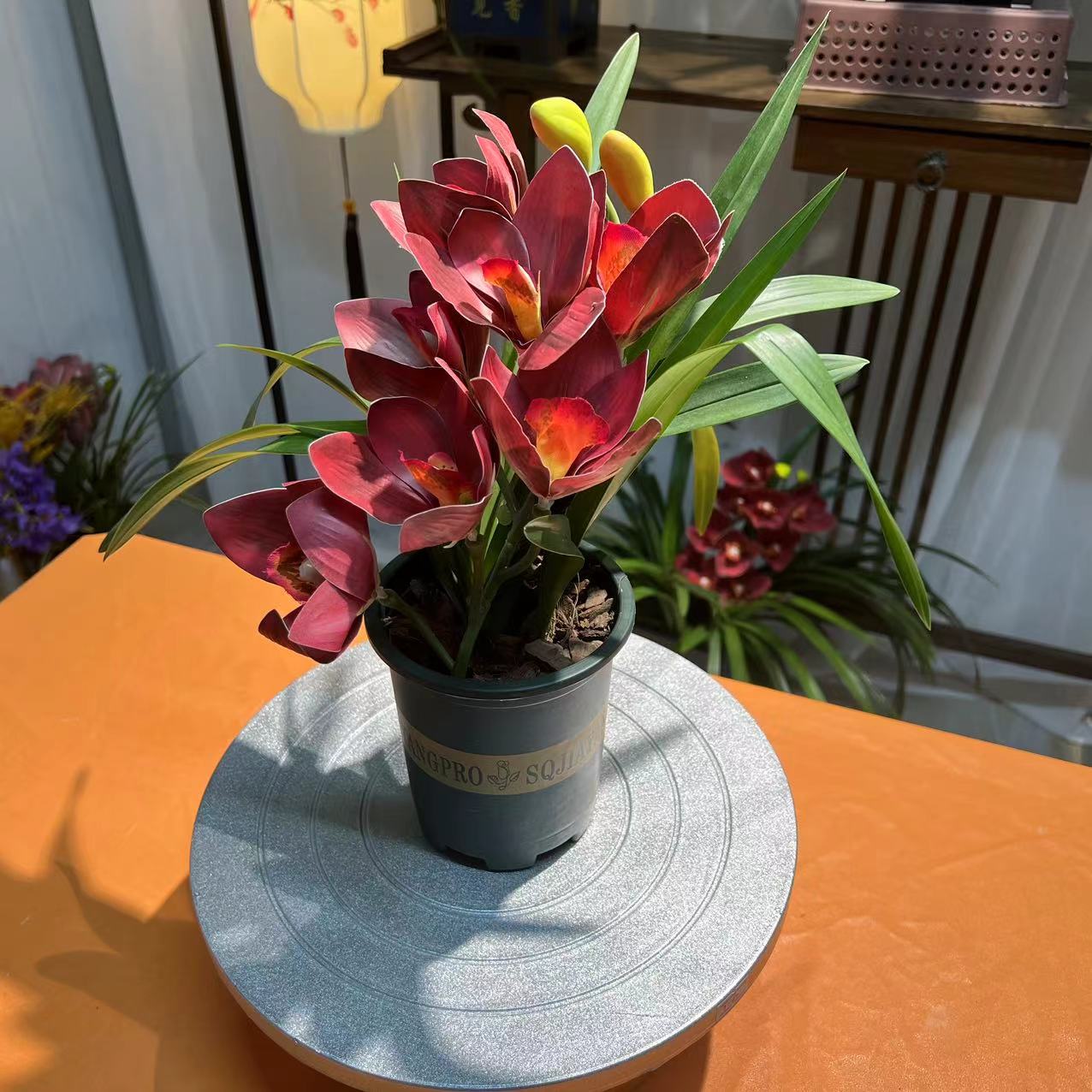中国红大将军 盆栽室内花卉绿植四季美观兰花