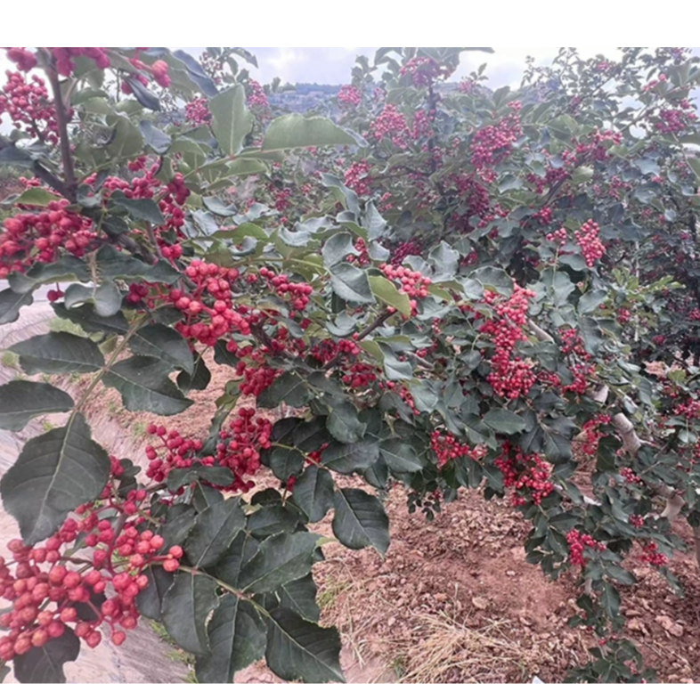 高山农家特色干蔬菜红花椒