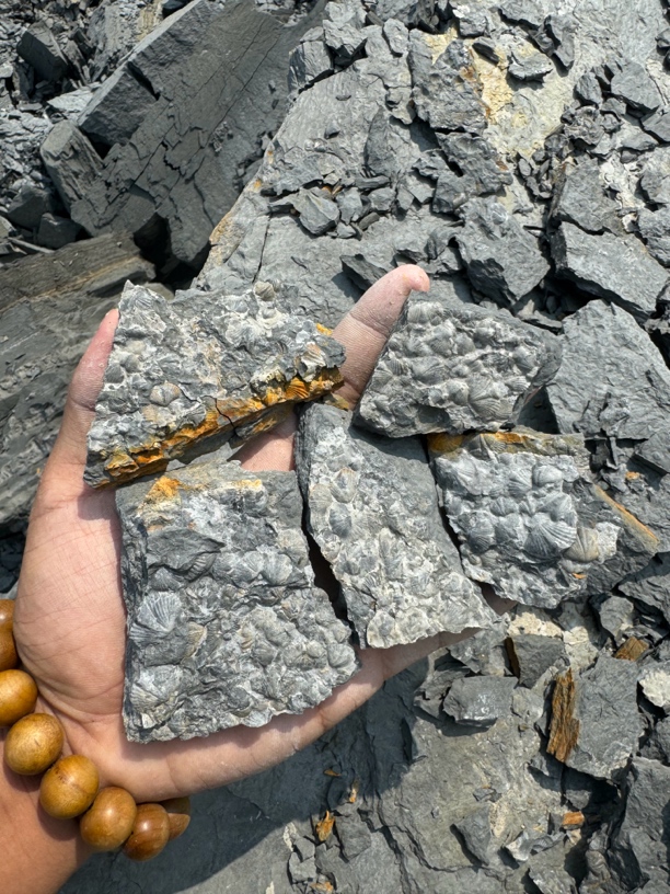 广西南宁泥盆纪石燕化石一份，一份1-3块，随机发货