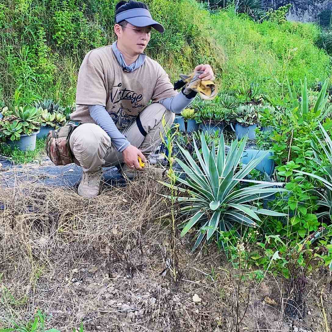 冠幅60厘米左右银边龙舌兰