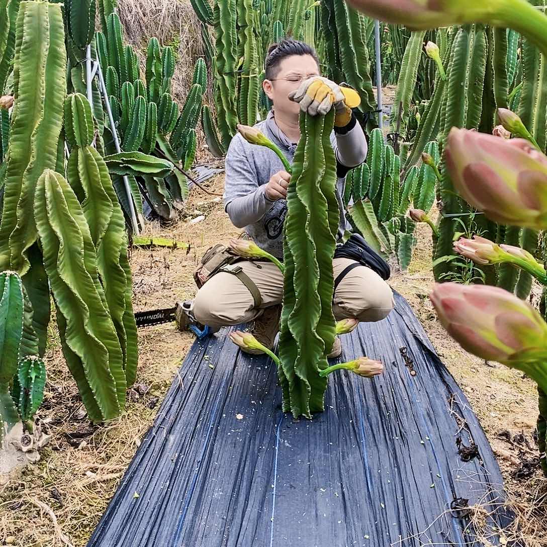 秘鲁苹果高度100厘米左右（10）