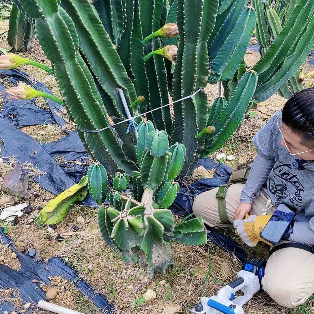 秘鲁苹果母头带10侧枝
