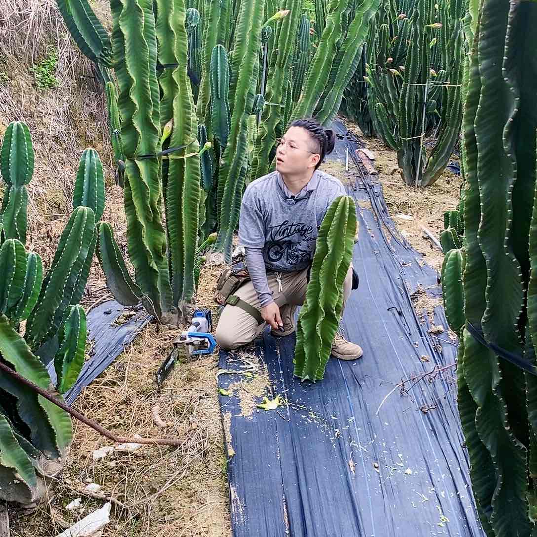 秘鲁苹果高度80厘米左右（11）
