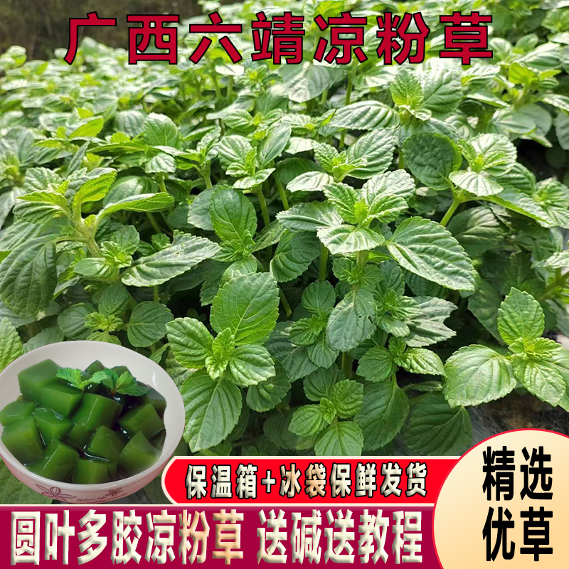 广西六靖凉粉草新鲜现摘现发烧仙草神仙豆腐草夏天下火叶子送碱