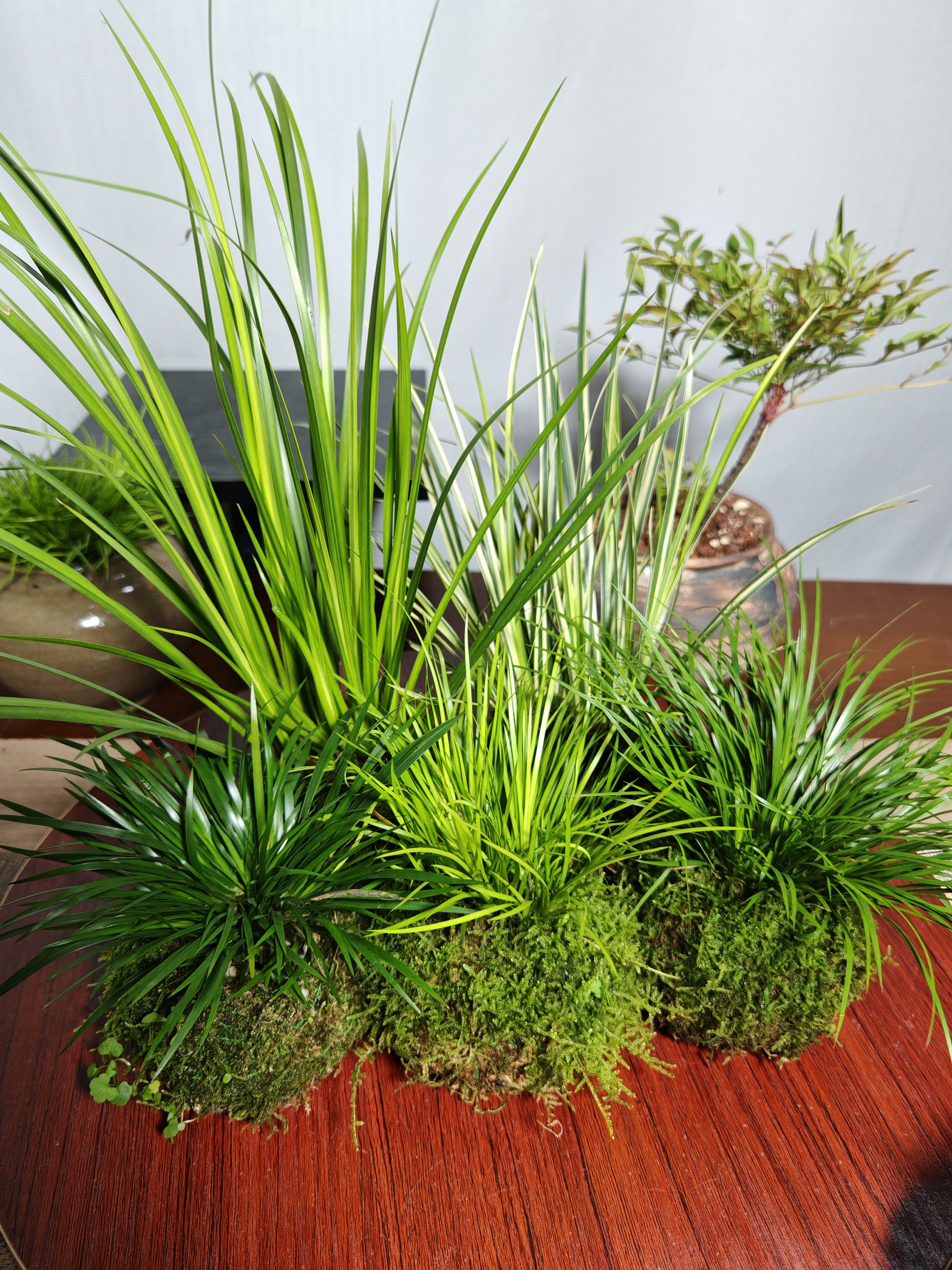 苔玉苔藓球金钱胧月菖蒲茶桌办公室禅意室内绿植盆栽水培