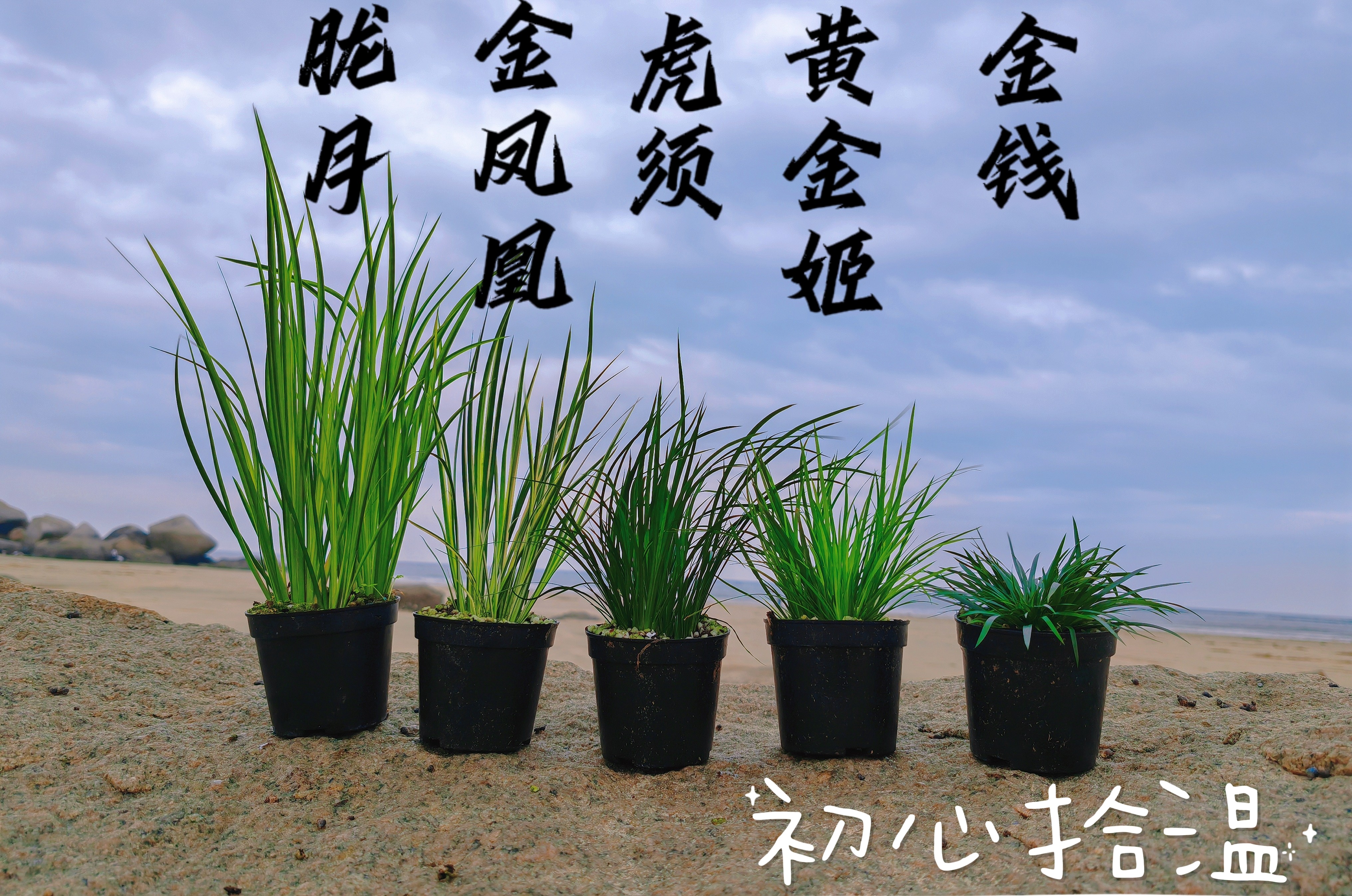 微型盆景金钱菖蒲黄金姬虎须等随手盆栽水陆缸造景绿植