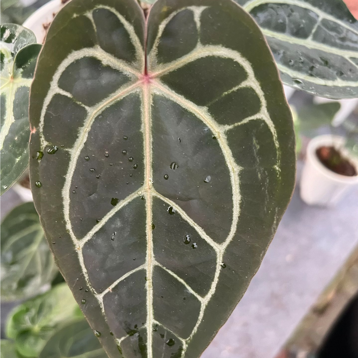 希望黑水晶印刷子克莱恩花烛多品种室内观叶植物热植网红