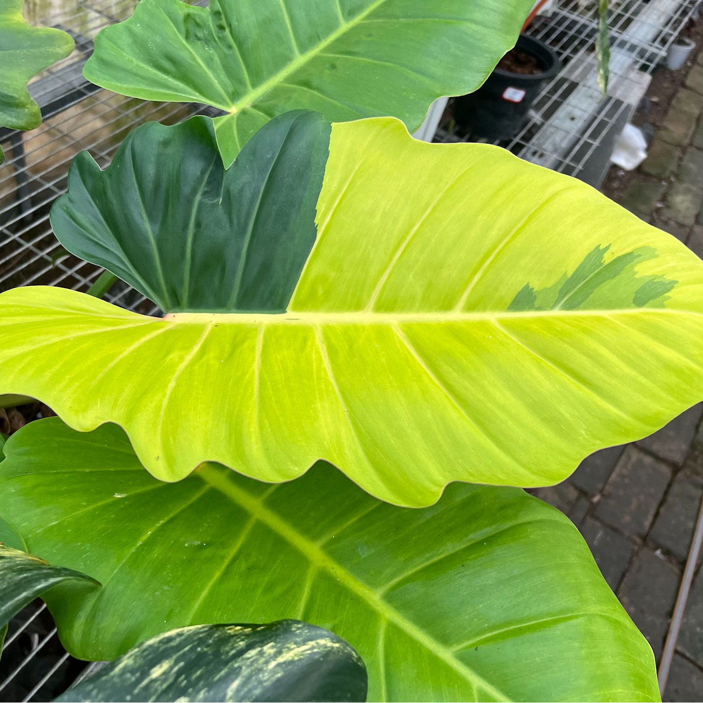 锦化蔓绿绒盆栽观叶植物客厅办公室绿植好养易活