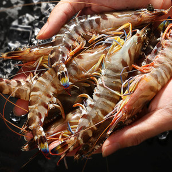 （活冰）广东汕尾马宫本港纯天然野生斑节虾顺丰冷链配送