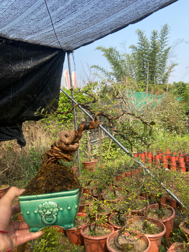 直播一件一拍，拍下了截图，山桔番石榴，黑骨茶类雀梅龙桔栀子花