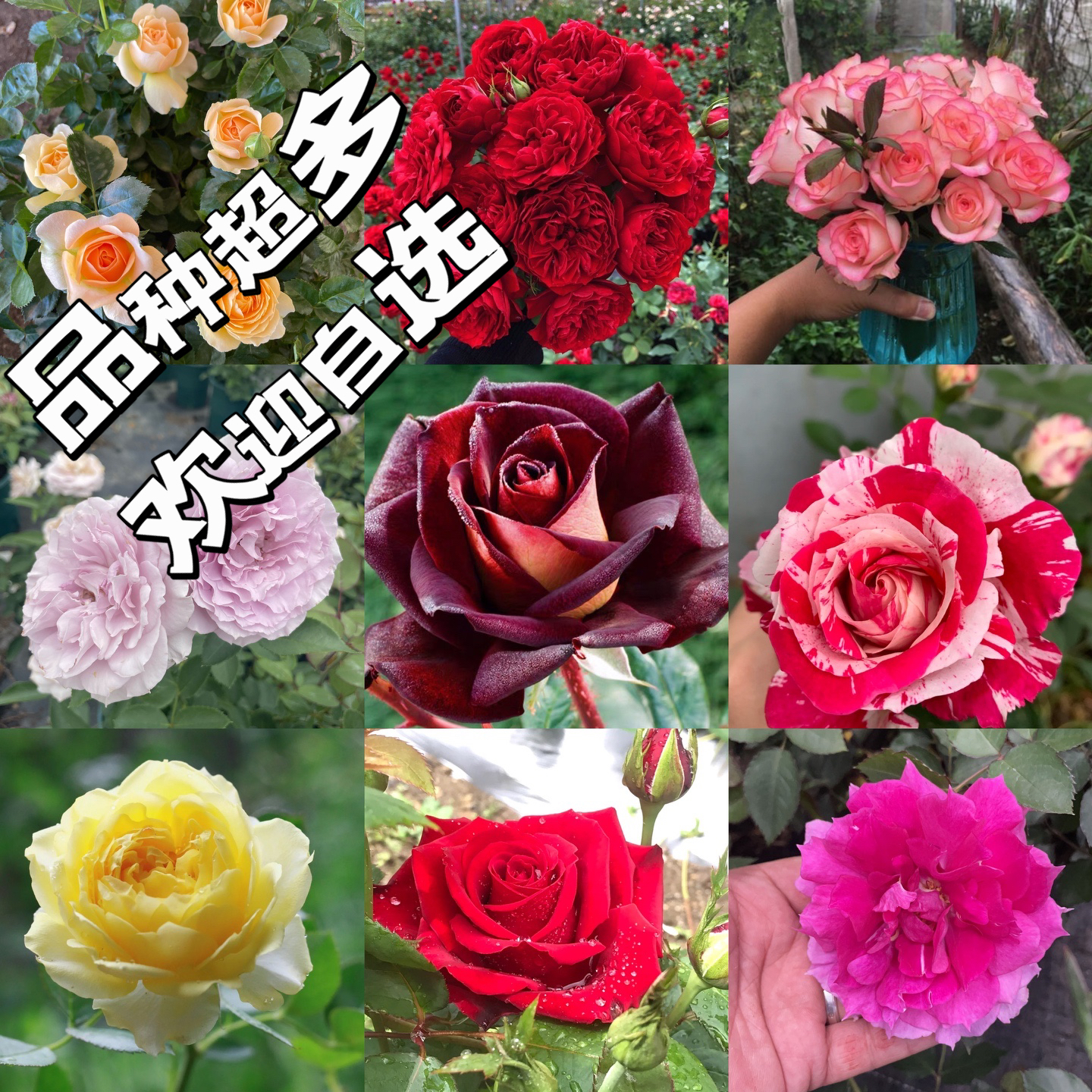 任意俩盆到手25.8（需要备注品种）月季花盆栽带花苞批发基地直播