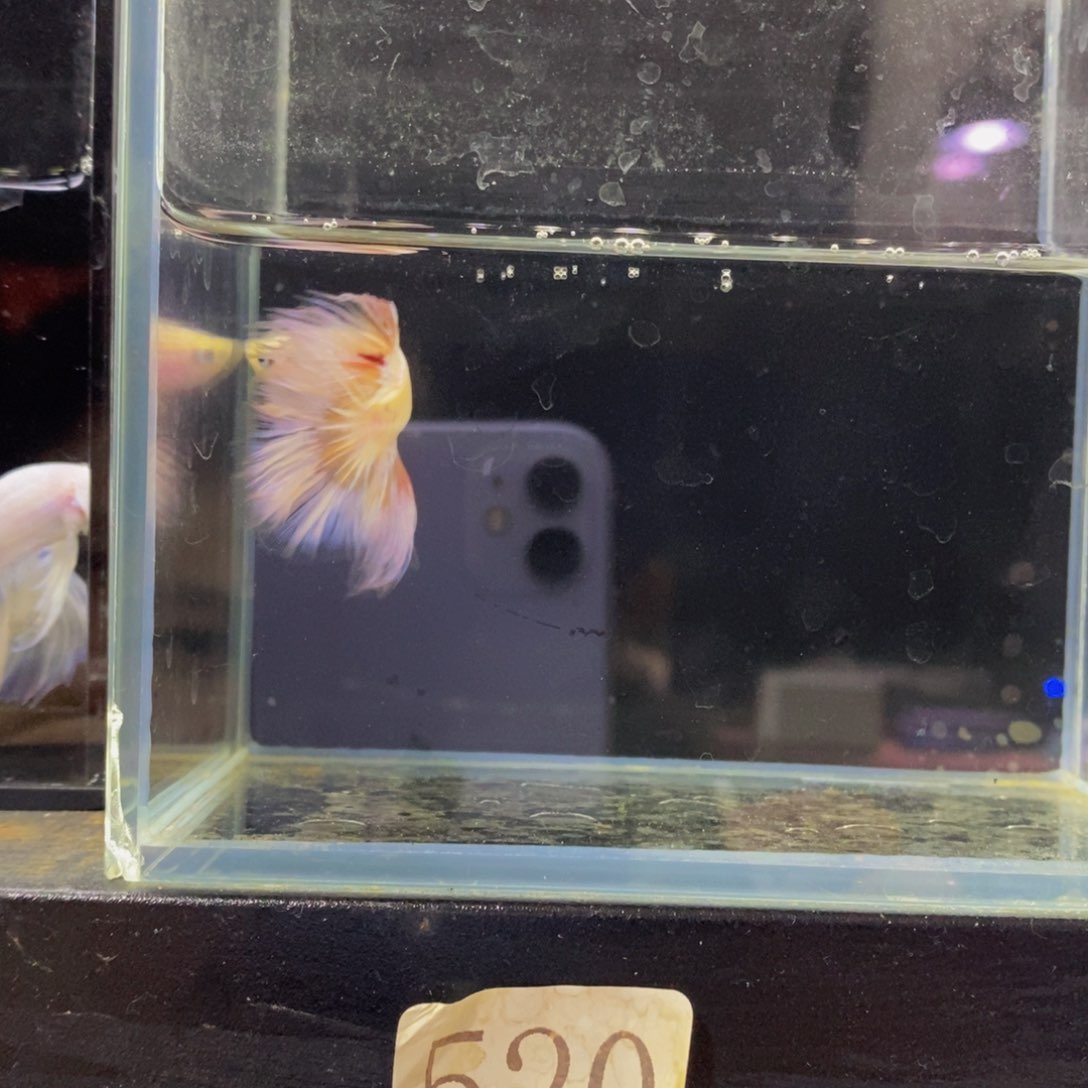 斗鱼热带鱼公1111