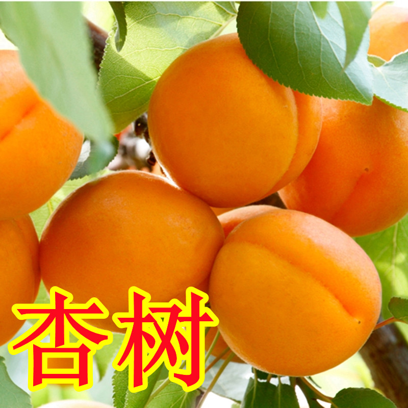 地杏树杏子种植栽结果苗甜盆栽当年北方苗苗果树嫁接早熟南方特大