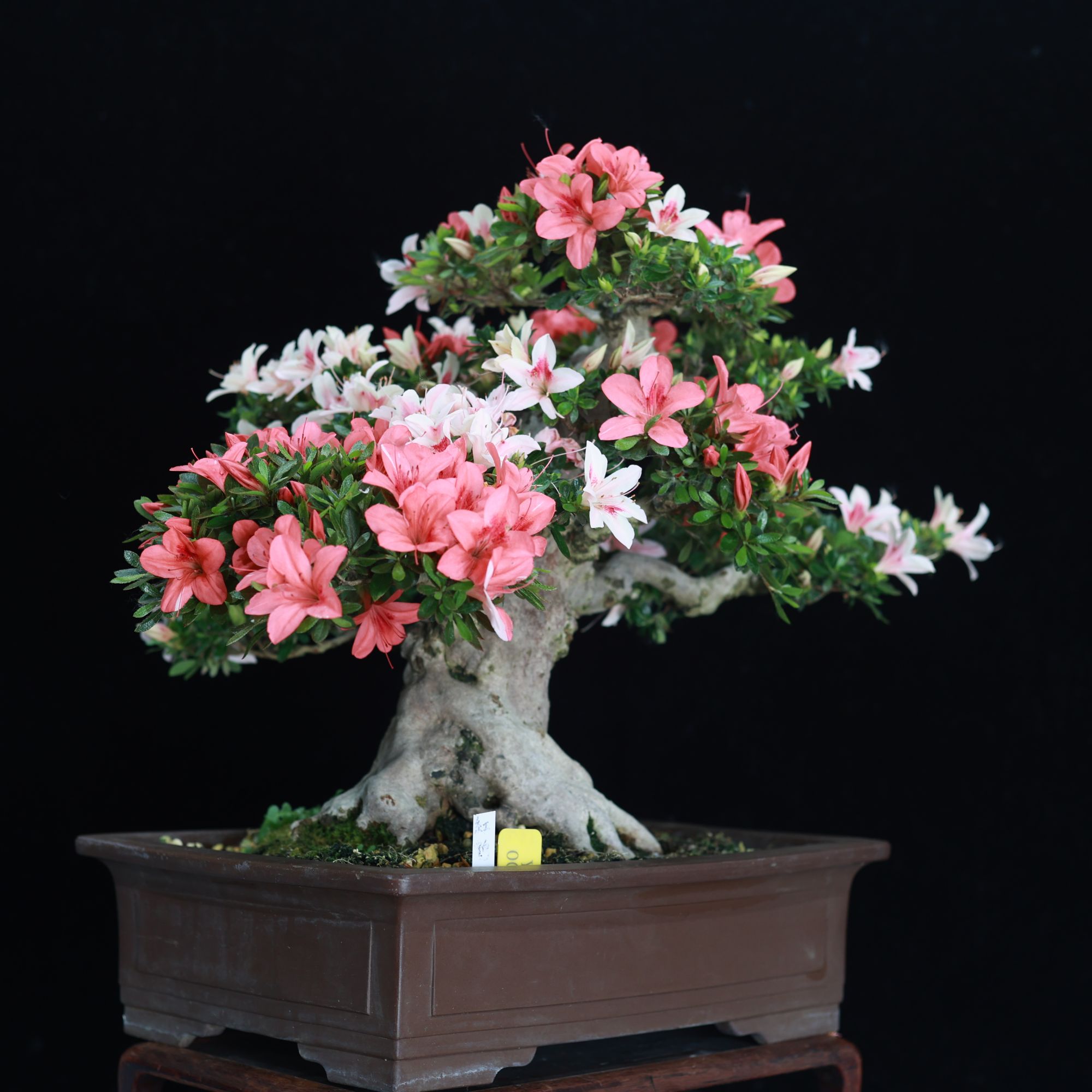 【盆栽】红鹤盆景 日本进口中品矮霸皋月杜鹃 东洋鹃盆景老桩栽植