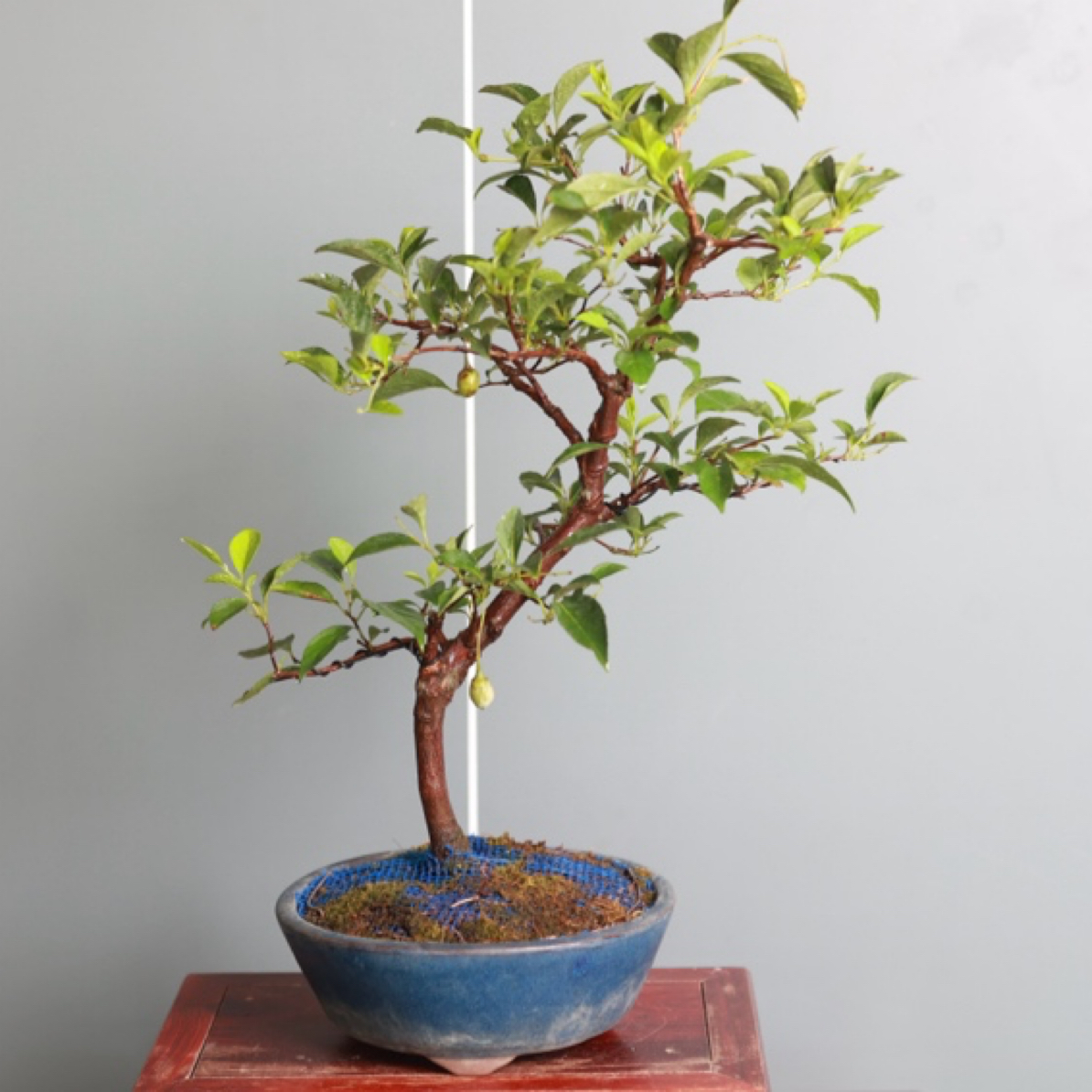 日本进口盆景野茉莉红花稀有品种开花结果盆栽已经挂果盆景绿植