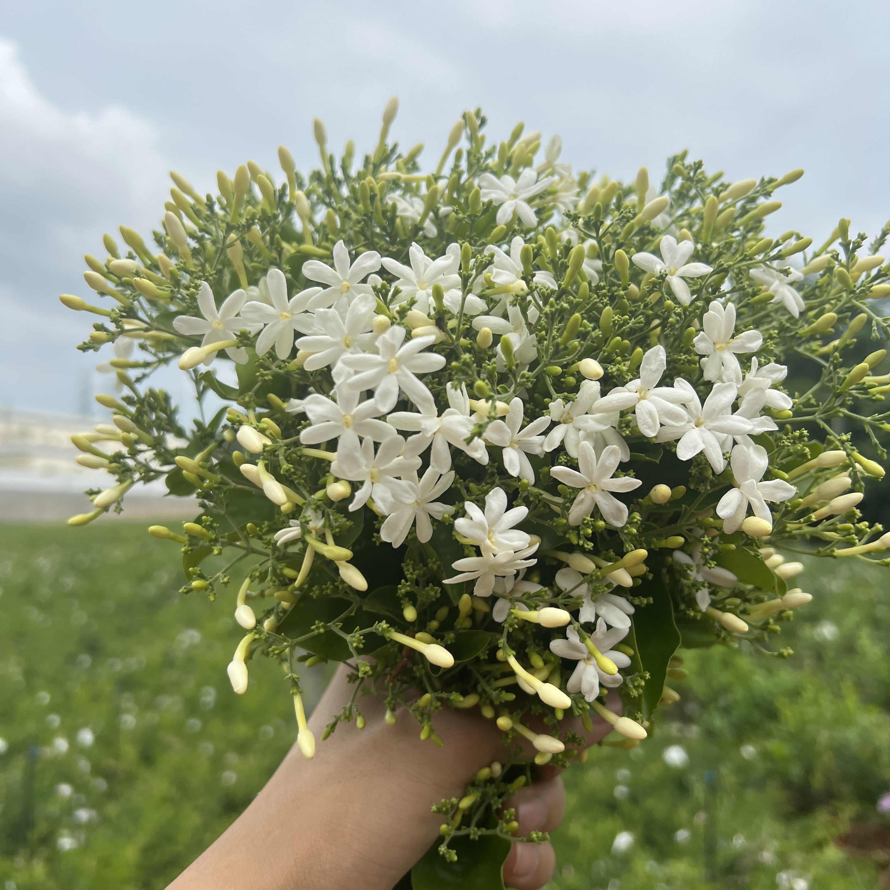 耳叶茉莉新品种茉莉