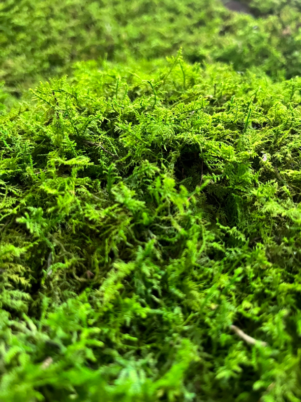 永生精品大羽苔藓 沙盘艺术 地面造景 固色防腐处理