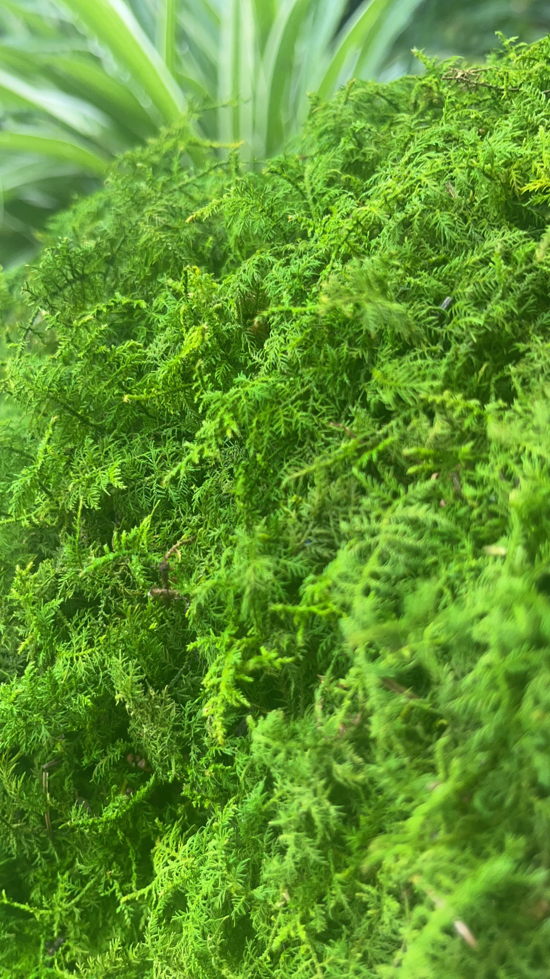 鲜活精品大羽苔藓 盆景铺面 地面造景 园林绿化 水陆缸