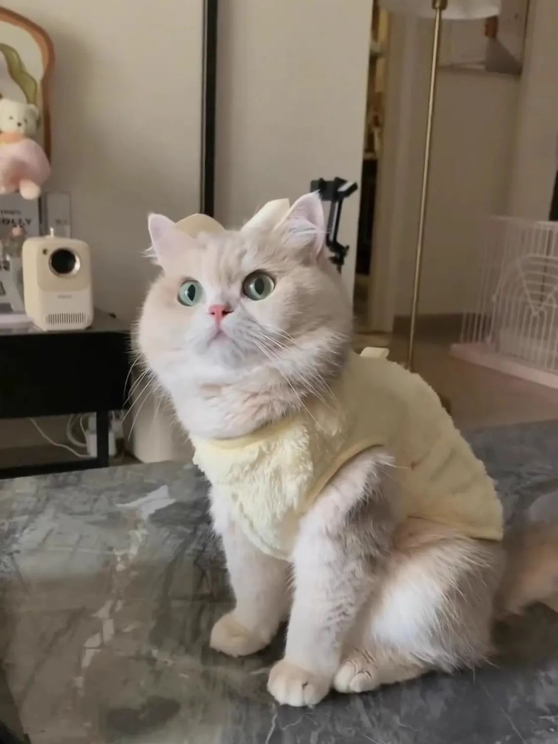 手工可爱衣服秋冬新款保暖加厚防掉毛超萌毛绒背心布偶猫宠物服装