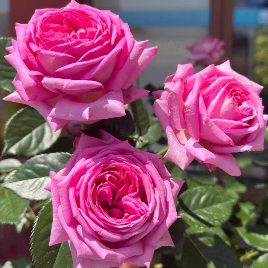 （特拉方特）月季二加仑根接苗带盆带土发货丰花勤花，露天养护