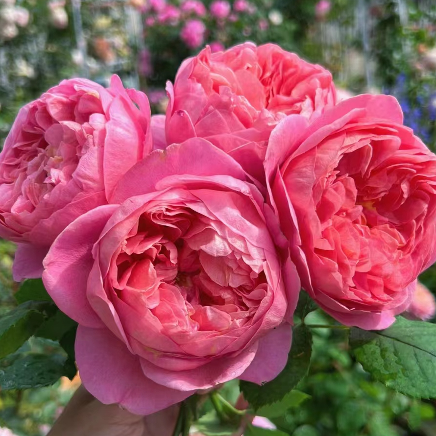 （博斯科贝尔）月季二加仑根接苗带盆带土发货丰花勤花，露天养护