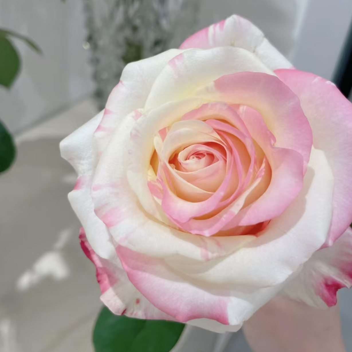 一物一拍两加仑月季根接苗带盆带土发货丰花勤花，露天养护