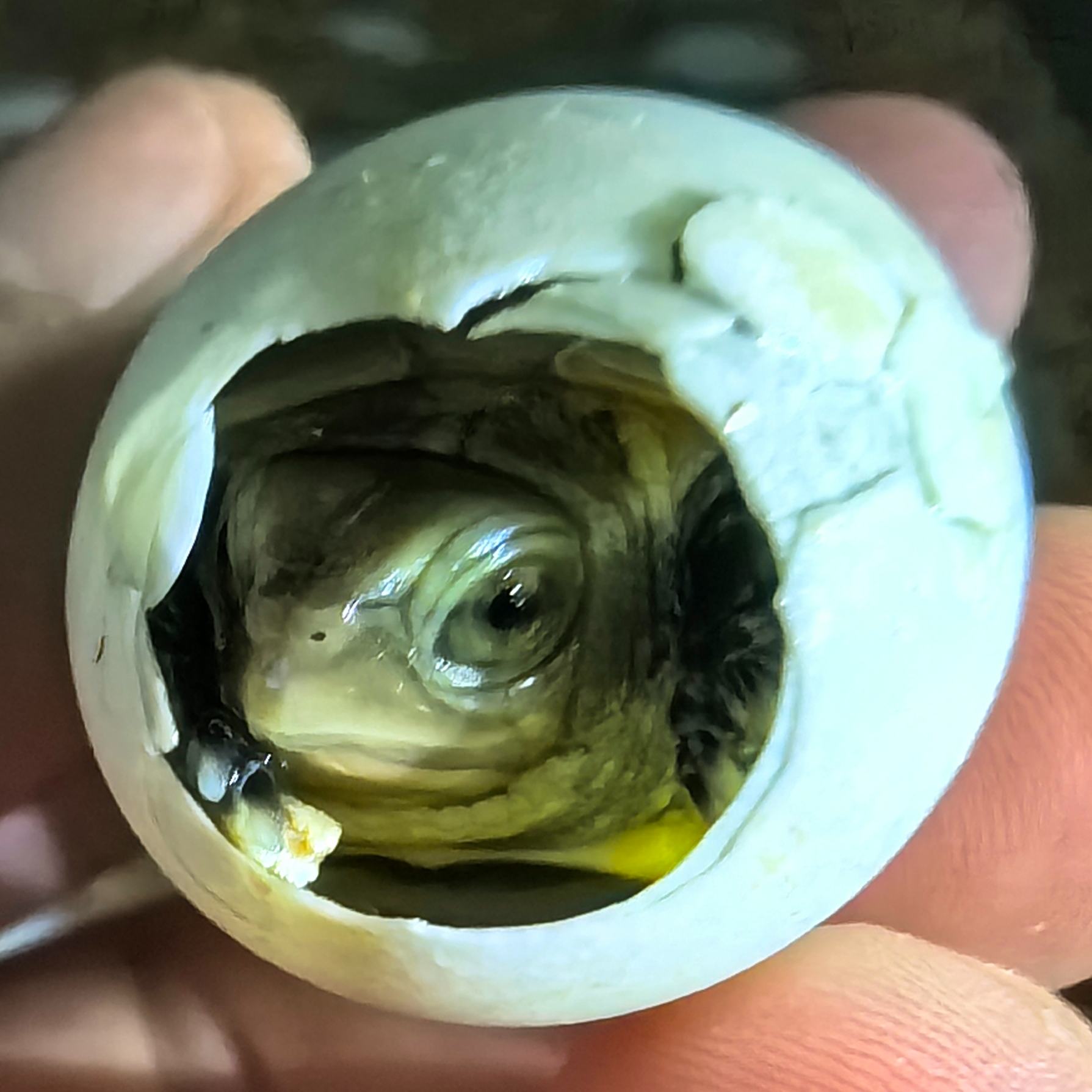 人工养殖宠物孵化出壳龟蛋