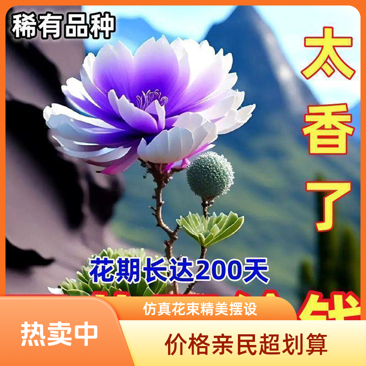 【超便宜】石头花客厅绿植盆栽耐高温室内外花南放北放均可种植耐寒